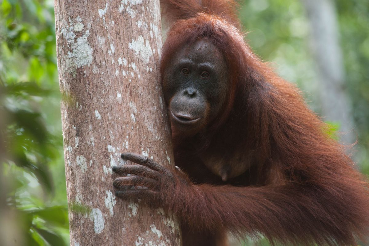 Tanjung Puting National Park in Central Kalimantan